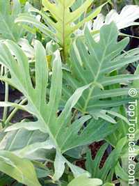Philodendron pinnatifidum, Philodendron