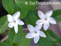 Psilanthus bengalensis, Paracoffea Psilanthus bengalensis, Paracoffea