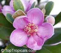 Rhaphiolepis indica, Raphiolepis indica Rhaphiolepis indica, Raphiolepis indica