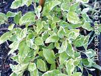 Vitex sp. Variegata Vitex sp. Variegata