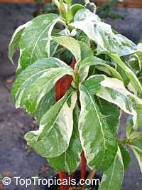 Beaumontia sp., Easter Lily Vine, Heralds Trumpet, Nepal Trumpet Flower