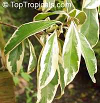 Ardisia sp., Ardisia