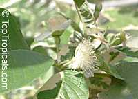 Psidium guajava, Tropical Guava, Guajava