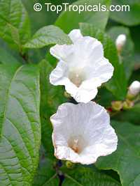Cordia boissieri, Cordia superba, Texas Olive, Anacahuita