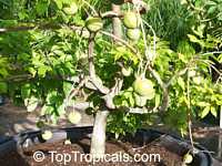 Casimiroa edulis, White Sapote