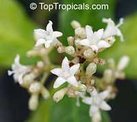 Psychotria ipecacuanha, Cephaelis ipecacuanha, Ipecacuanha