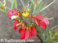 Heteropterys (Heteropteris) angustifolia, Mariposa, Red Wing