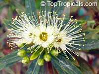 Xanthostemon verticillatus