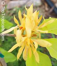 Magnolia x alba 