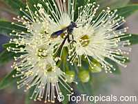 Xanthostemon verticillatus