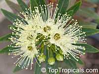 Xanthostemon verticillatus