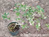 Wrightia religiosa Variegata Wrightia religiosa Variegata