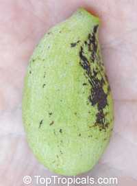 Asimina reticulata, Netted Pawpaw Asimina reticulata, Netted Pawpaw