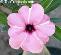 Adenium boehmianum, Desert Rose