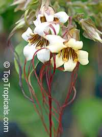 Strophanthus preussii, Poison arrow vine