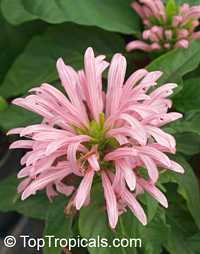Justicia carnea, Jacobinia carnea, Brazilian Plume, Flamingo Flower