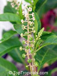 Phytolacca americana , American Pokeweed