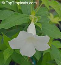 Allamanda sp. Alba, Allamanda Blanca
