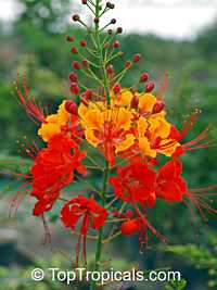 Caesalpinia pulcherrima - Red Dwarf Poinciana, Bird of Paradise

Click to see full-size image