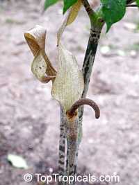 Gonatopus boivinii, Giraffe