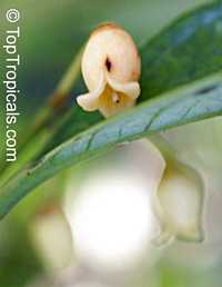 Myristica fragrans, Nutmeg