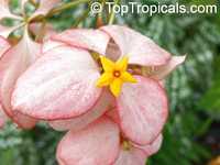 Mussaenda philippica Queen Sirikit, Mussaenda Queen Sirikit, Peach Mussaenda