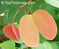 Bauhinia pottsii, Orchid Tree
