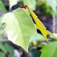 Pterospermum diversifolium