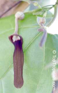 Aristolochia tagala, Aristolochia acuminata, Aristolochia roxburghiana, Indian Birthwort, Oval leaf Dutchman
