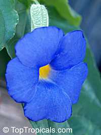 Thunbergia battiscombei, Bengal Clock Vine, Blue Trumpet Vine, Blue Sky vine, Scrambling sky flower, Blue Glory Thunbergia battiscombei, Bengal Clock Vine, Blue Trumpet Vine, Blue Sky vine, Scrambling sky flower, Blue Glory