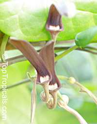 Aristolochia tagala, Aristolochia acuminata, Aristolochia roxburghiana, Indian Birthwort, Oval leaf Dutchman