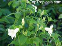 Allamanda sp. Alba, Allamanda Blanca