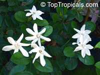 Gardenia taitensis Heaven Scent, Tahiti Gardenia