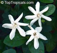 Gardenia taitensis Heaven Scent, Tahiti Gardenia