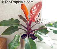 Philodendron Prince of Orange, Prince of Orange