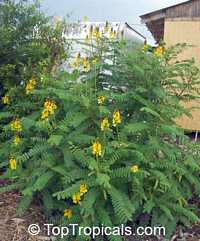 Cassia didymobotrya, Popcorn Cassia, Peanut Butter Senna Cassia didymobotrya, Popcorn Cassia, Peanut Butter Senna