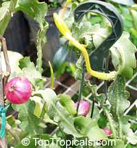 Epiphyllum guatemalense Monstrosa, Leaf Cactus
