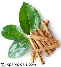 Cinnamomum zeylanicum, Cinnamomum verum, Cinnamon Cinnamomum zeylanicum, Cinnamomum verum, Cinnamon