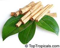 Cinnamomum zeylanicum, Cinnamomum verum, Cinnamon Cinnamomum zeylanicum, Cinnamomum verum, Cinnamon