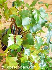 Cissus rhombifolia, Grape Ivy, Oak Leaf Ivy 