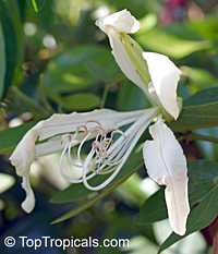 Bauhinia forficata, Bauhinia candicans , Pata de Vaca Bauhinia forficata, Bauhinia candicans , Pata de Vaca