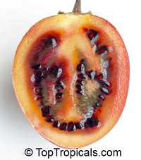 Cyphomandra crassicaulis, Cyphomandra betacea, Solanum betaceum , Solanum crassifolium, Tamarillo, Tree Tomato, Tomate Arbol