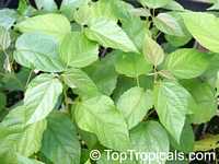 Croton sylvaticus, Forest Fever Berry, Woodland Croton