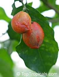 Bunchosia argentea, Peanut Butter Tree