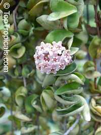 Hoya carnosa Compacta, Hindu Rope, Krinkle Kurls Hoya carnosa Compacta, Hindu Rope, Krinkle Kurls