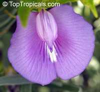 Clitoria ternatea, Clitorea ternatea, Butterfly Pea, Asian Pigeonwings