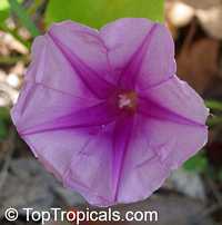 Ipomoea pes caprae, Ipomoea biloba , Beach Morning Glory, Gost Foot Creeper, Railroad Vine