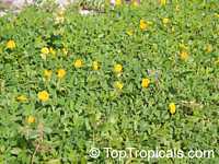 Arachis hypogaea, Peanut Arachis hypogaea, Peanut