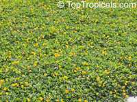 Arachis hypogaea, Peanut Arachis hypogaea, Peanut