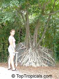 Ficus sp., Ficus